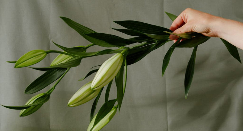 La sélection Slow Living d'Alaena #Semaine 6