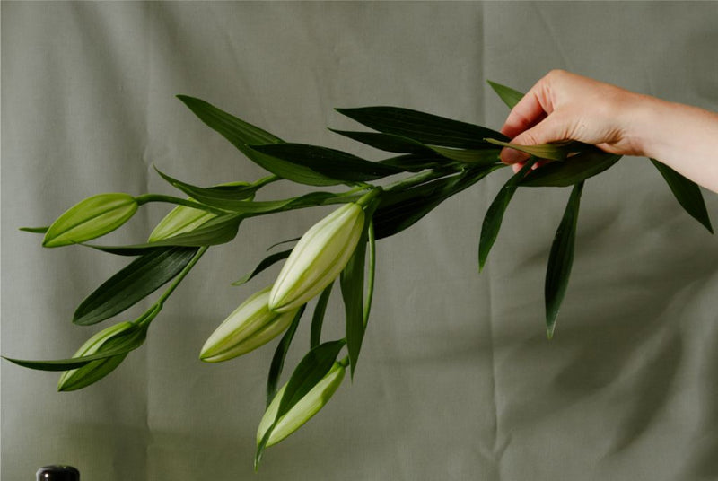 La sélection Slow Living d'Alaena #Semaine 6